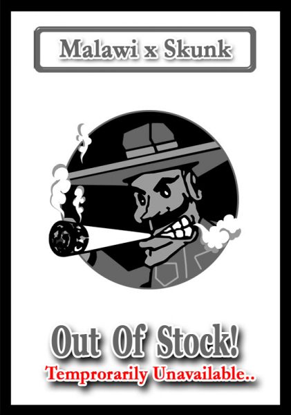 Malawi x Skunk (OUT OF STOCK)